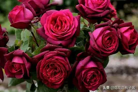 可以不打药的月季花，黑红系香水月季狄安娜伯爵夫人Gräfin Diana图片