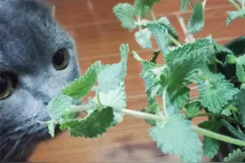 猫薄荷是什么植物？学名叫荆芥，野外分布广，是民间“通用”草本图片