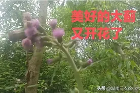 湖南发现了世界上最高大的大蓟图片