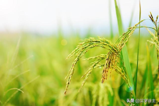 汉字节气：“芒种”也“忙”也“亡”，理解“芒”字思维表达