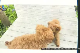 泰迪犬回“娘家”，有去无回？图片