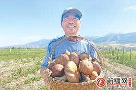 乌鲁木齐县：南山赤松茸试种成功抢“鲜”上市图片