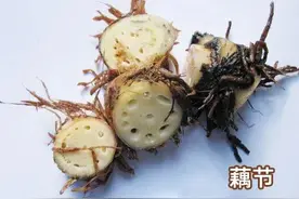 每天学习一味中药——藕节图片