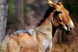 说说神农架的混合猛兽驴头狼图片