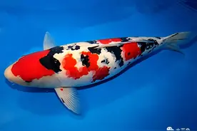 图文欣赏：锦鲤八大类七十六种图片