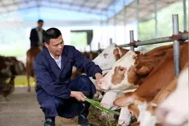 怎么判断牛感冒了？牛感冒了吃什么药？如何治疗牛感冒？图片