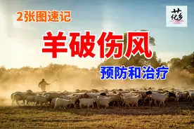 新手养羊创业技能加持，2张图速记羊破伤风的预防和治疗，快收藏图片