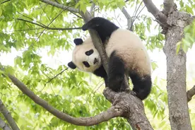 大量韩国游客涌入中国，目的不是来旅游，而是我国的白酒，为何？图片