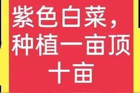 六元一斤的紫白菜，种一亩顶普通白菜十亩，种植需要注意什么？图片