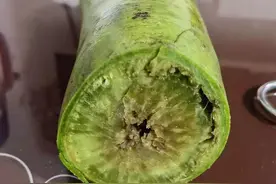 萝卜糠了还能不能吃？对身体有无危害？为了家人健康，别再吃错了图片