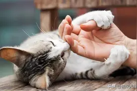 猫不吃东西，吐黄褐色液体，是什么原因？图片