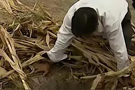 河南79岁老太太坠入30米机井，井底群蛇盘踞，救援行动困难重重图片