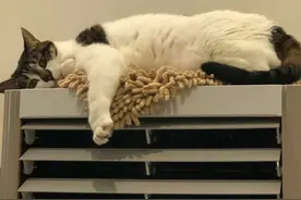 劝告：夏天养猫要注意这几点，否则会“热死”猫咪！图片