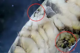 为什么老人说看见蛇足要死人？蛇的腿是进化还是退化导致的？图片