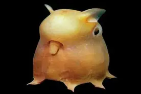 10种最可怕的深海生物图片