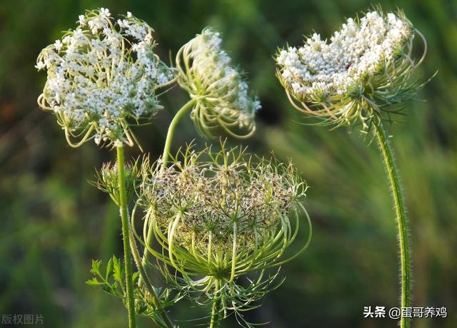 鸡皮肤痒用什么药