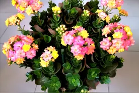 阳台盆栽佳物—长寿花“七彩毛绒”，花朵五颜六色，好养又爱开花图片