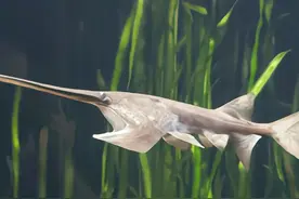 长江多次发现西杂鲟，捕获后不许放生，它是怎么来的？图片