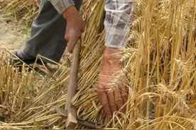 回忆儿时收麦，那时候麦收季节真的很累！麦子都是石磙一圈圈碾的图片