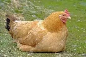 老母鸡、乌鸡，到底吃哪种鸡最滋补？这样吃，味道最为鲜美图片