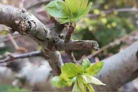 初中文言文虚词“以”的用法举例总结（一）图片