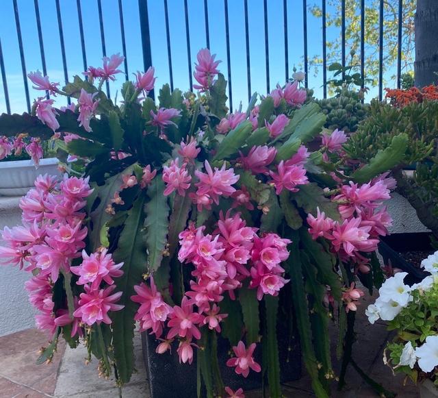 适合"懒人"养的花—令箭荷花,皮实好养,花美如莲,你值得拥有