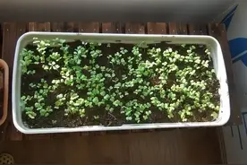 香菜在家就能种，做好3个方面，茂盛美观，生机勃勃，持续收获图片