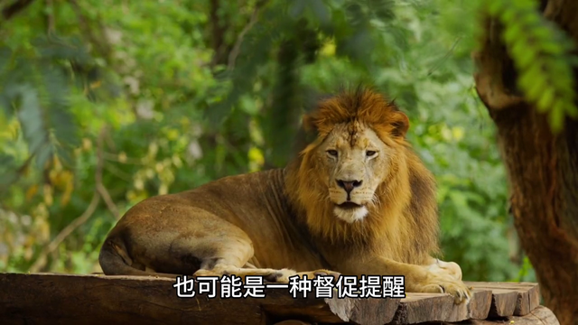 梦到被狮子追咬预示什么征兆#雄狮