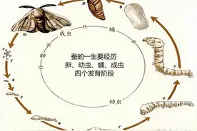 蚕宝从吐丝到羽化成蝉的全过程，蚕什么时候开始吐丝图片