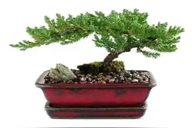 老话“客厅有树，十有九富”，不是迷信，还是有些科学依据的图片