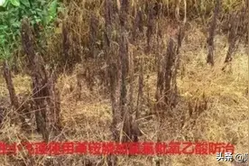 说说除草剂草铵膦图片