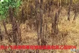 说说除草剂草铵膦图片