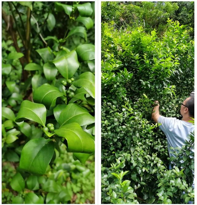 6鏈堢鐞嗭綔鑴辫偉涓ラ噸鑶ㄦ灉鎱㈡垚棣栬闂锛佹灉涓ぇ灏忓樊璺濆ぇ锛岃灗铏梾澶? onerror=