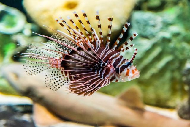 沙迦水族馆+海事博物馆 | 奇幻海洋宝藏，带娃党的福音