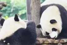 速收！熊猫互怼表情包图片