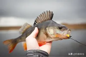 本土鱼类就可以随意放生？也不能乱放生！这14种鱼规定不能放生图片