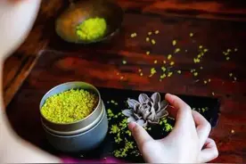 身弱之人拿的都是大剧本 天花板极高图片