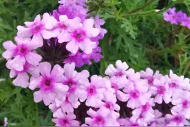 女人年老单身后，真的不需要男人了吗？60岁阿姨说出了内心话图片