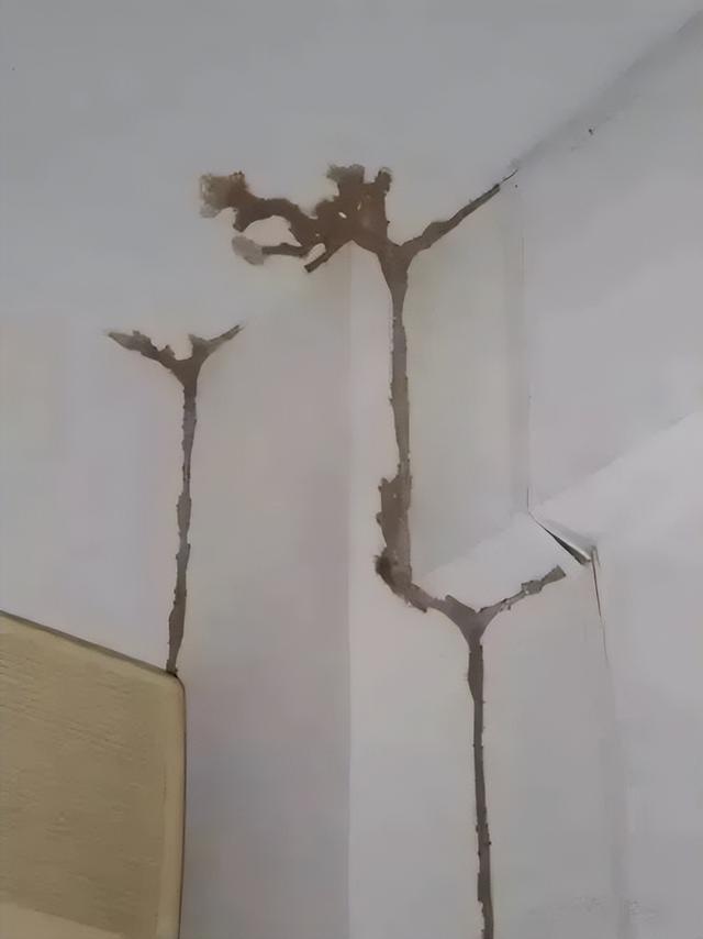 下雨前好多虫子怎么办