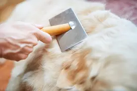 被狗毛支配的恐惧，不知道令多少宠主崩溃。揭开狗狗掉毛的原因图片