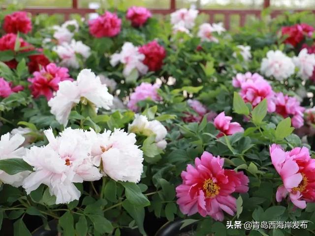 “五一”假期畅游西海岸，这份指南请查收！