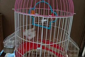 珍珠鸟（散文） 狄大庆 （江苏）图片