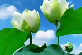 致：我最牵挂的人，今生缘浅，不能一生陪伴，只能在心里想念图片