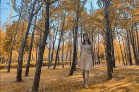 柳州马鹿山公园的银杏叶子黄了图片