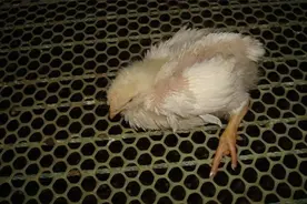 鸡脚软病吃什么药鸡脚软怎么治疗鸡脚无力不肯进食的原因图片