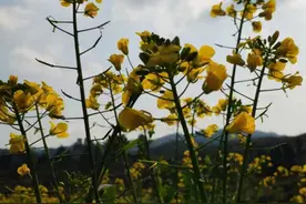人勤春早，贵州这些地方的油菜花已经开了图片