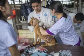 男孩被狗抓伤患狂犬病离世，专家：消除犬传人狂犬病应给动物打疫苗图片