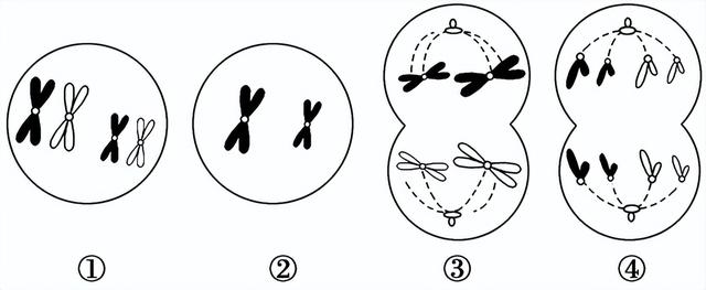 高中生物-变异育种及进化