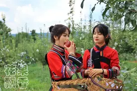 富士苹果换还是不换？如果换，换什么品种？图片