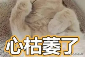 顺风车运送宠物猫竟“送走”猫命，主人索赔4万多元图片